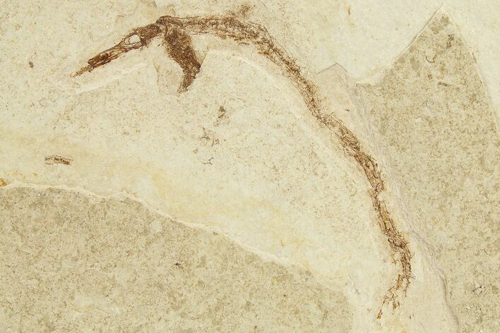 Fossil Pipefish (Syngnathus) - California #274966